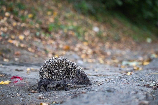 巴黎圣日耳 巴黎圣日耳